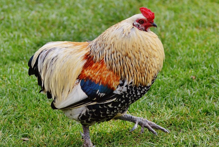 Conheça seis casos curiosos de amizade entre animais!