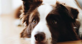 Cachorro pode comer chocolate? Veja se é permitido oferecer esse doce