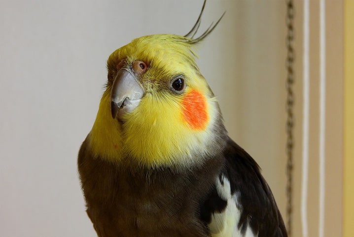 calopsita com cabelo espetado