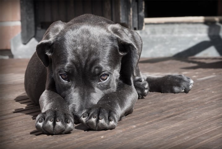 Cheiro de cachorro: acabamos com as dúvidas sobre o tema