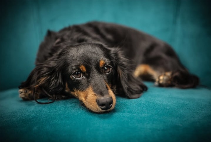 cãozinho abatido