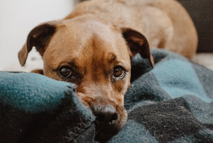 cão abatido