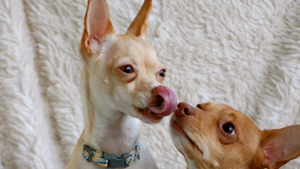 Como acalmar cachorro que quer cruzar: machos e fêmeas - Blog Petz