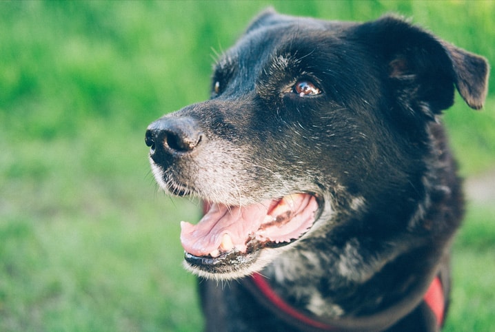 cachorro com a boca aberta