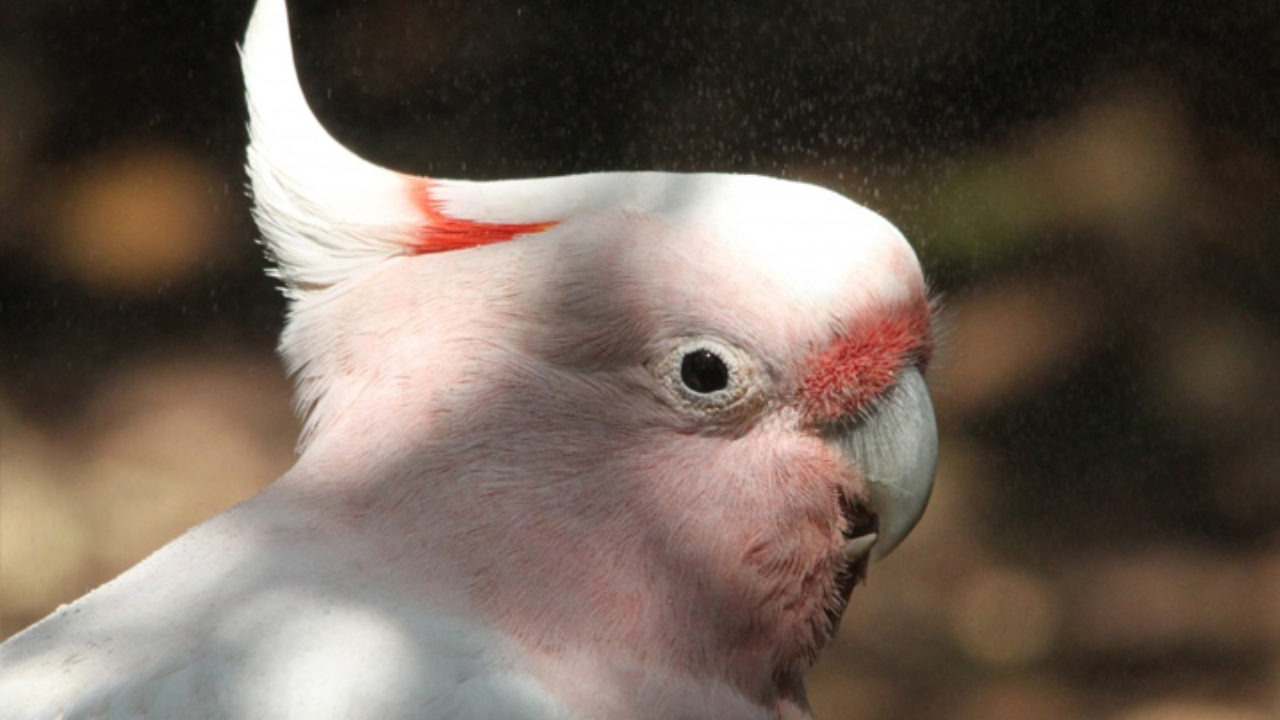 Cores de calopsita: conheças as variações dessa ave | Petz