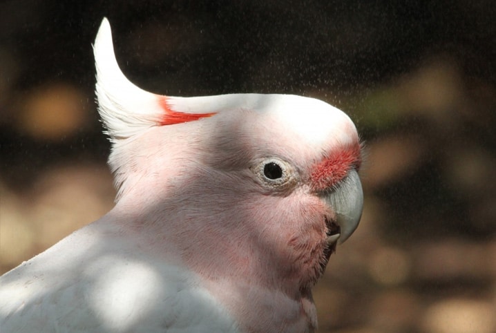 calopsita de cabeça rosa