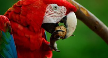 Aprenda o que é fauna silvestre e surpreenda-se