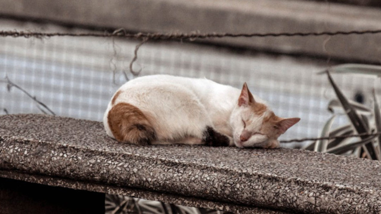 O GATINHO ABANDONADO SONHAVA EM IR PRA ESCOLA PETER TOYS 