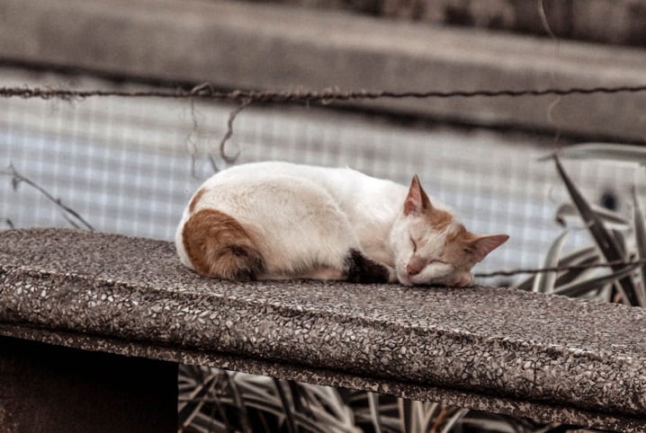 Filhotes de gato são resgatados de saco de lixo em SP: 'Pensei que