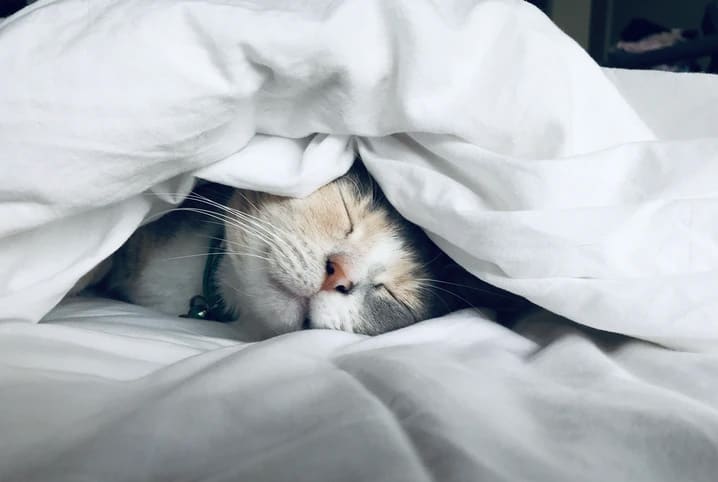gato com prisao de ventre pet