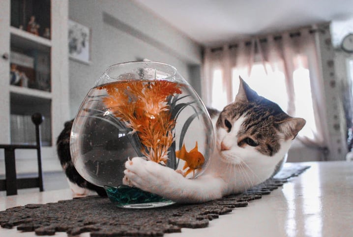 gato brincando com peixe