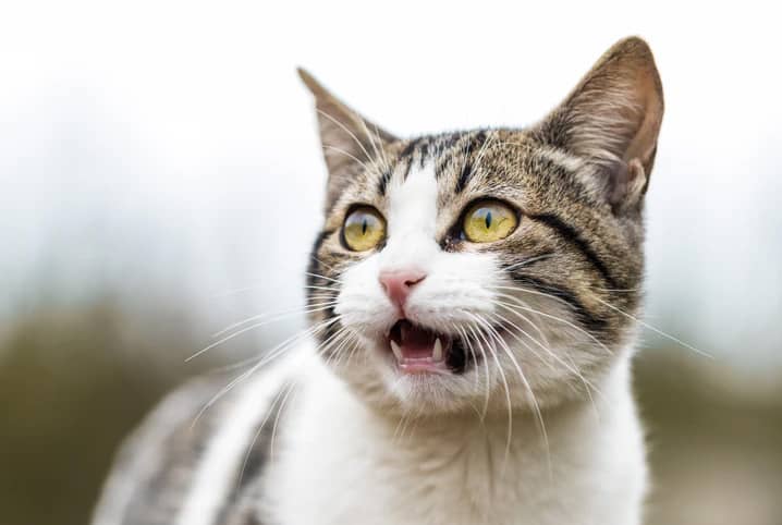 Featured image of post Gato Rebaixado Preto Ocupando o topo da cadeia alimentar predador natural de diversos animais como roedores p ssaros