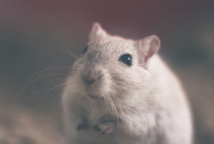 Hamster grávida: veja tudo o que precisa saber sobre o assunto
