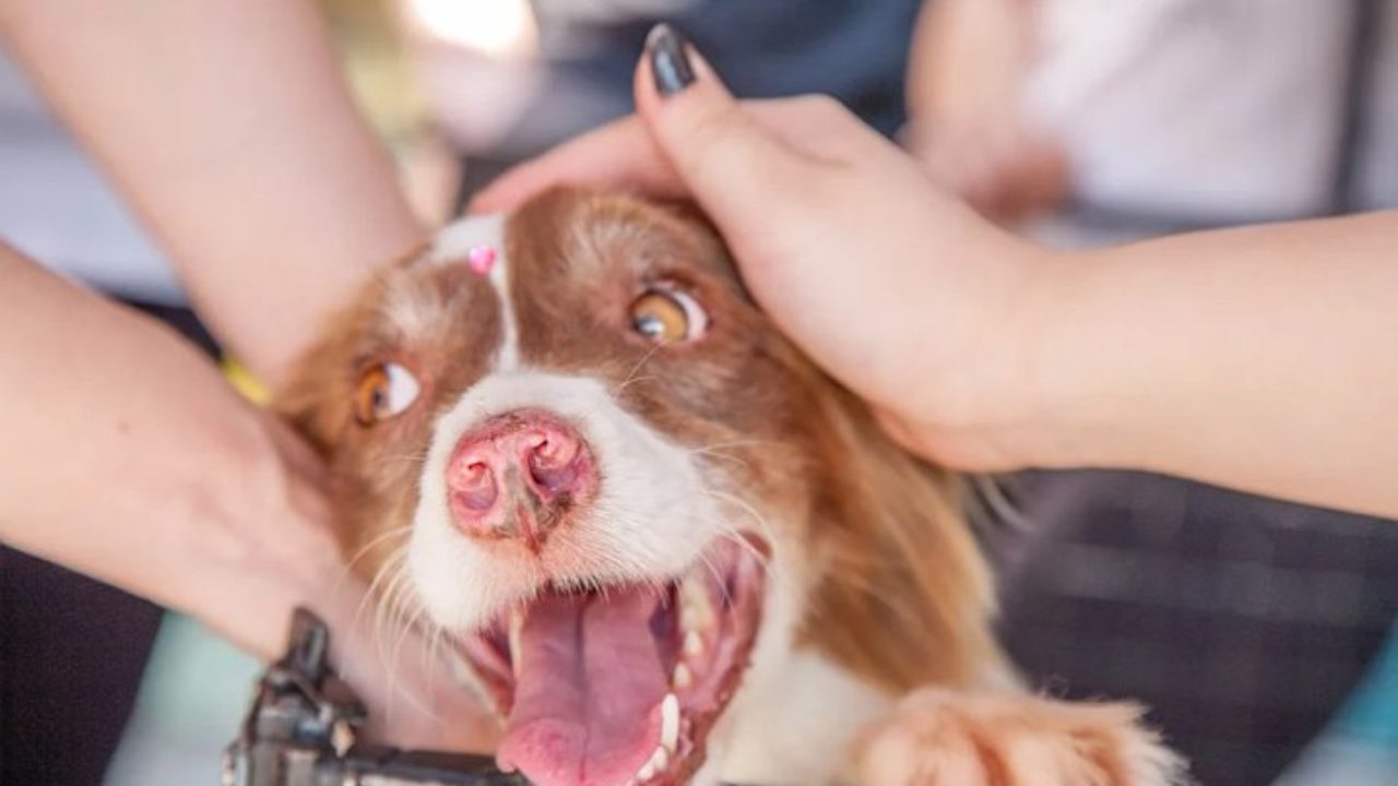 Nomes de cachorros com a letra M - bonitos e originais