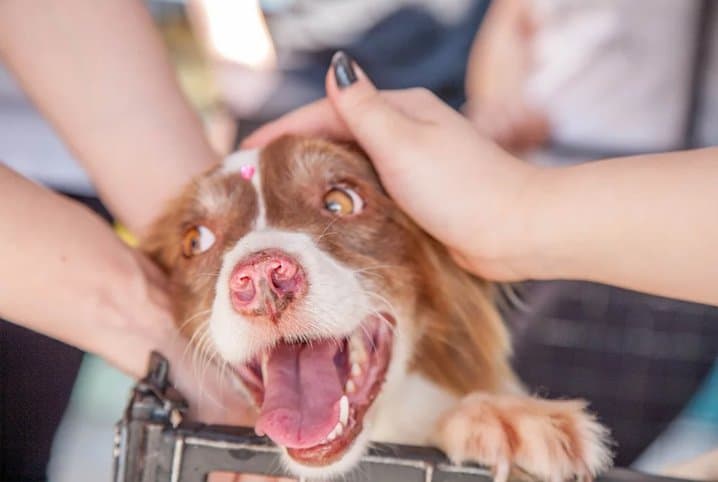 Nomes masculinos de cachorro: 501 opções para o seu cão!