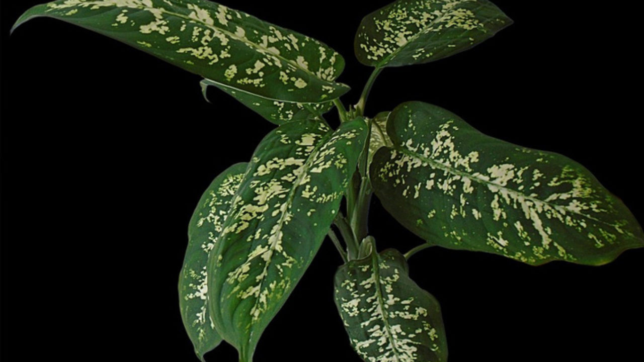Plantas venenosas: 7 espécies para se ter cuidado