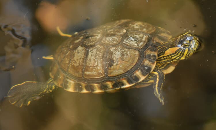Aprenda a escolher o aquaterrário para tartaruga tigre d’água