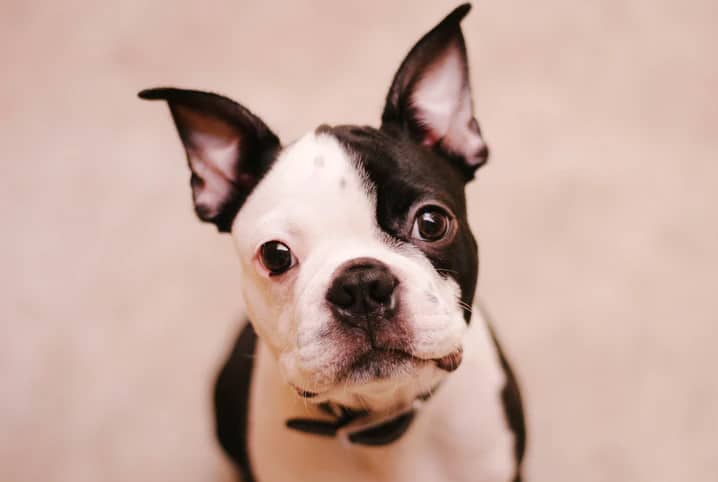 cachorro pode comer cereja 