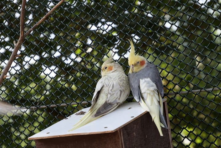 calopsita e macho se acariciando