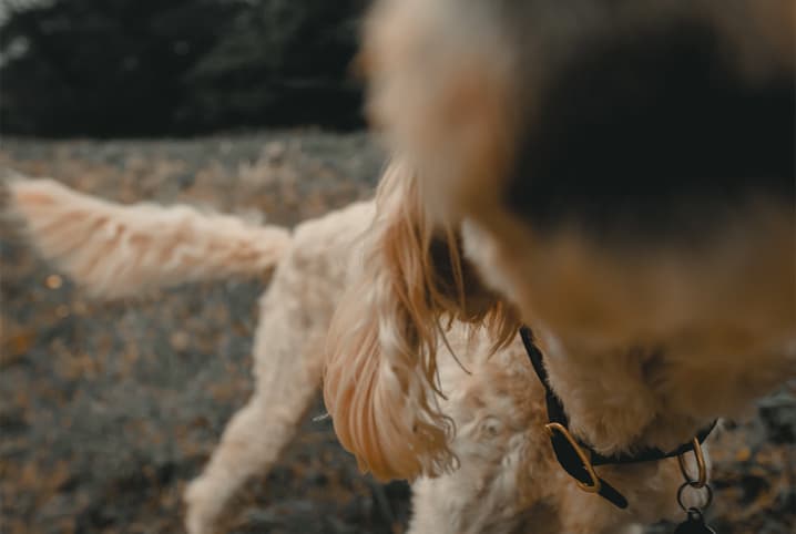 cachorro cheirando a câmera