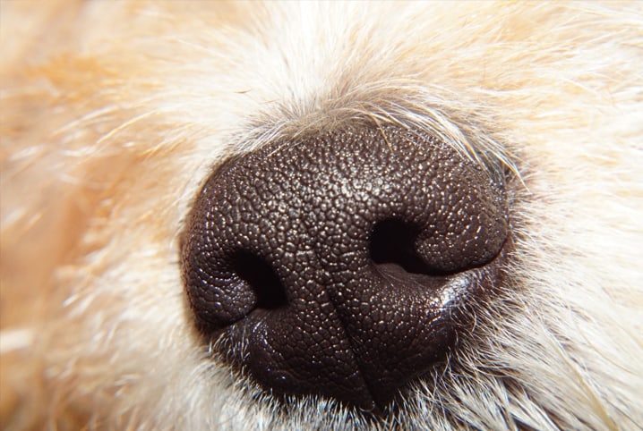 Conheça 6 cheiros que cachorro não gosta