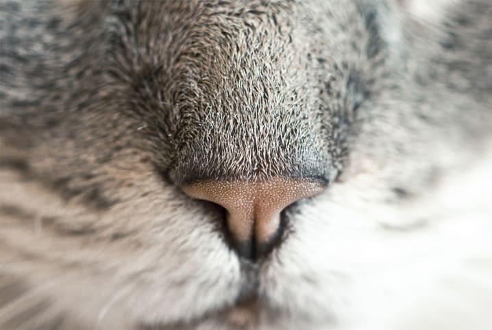 nariz de gato