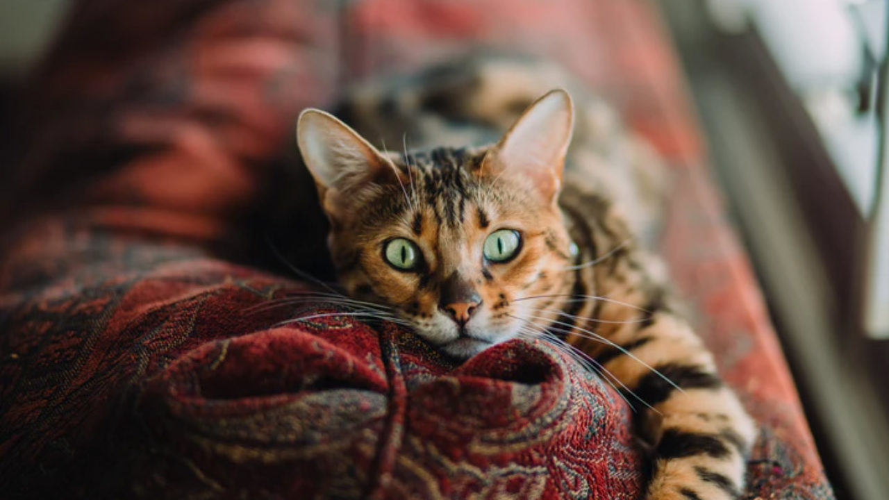 Como saber o sexo de um gato? Até mesmo observar a cor do pelo