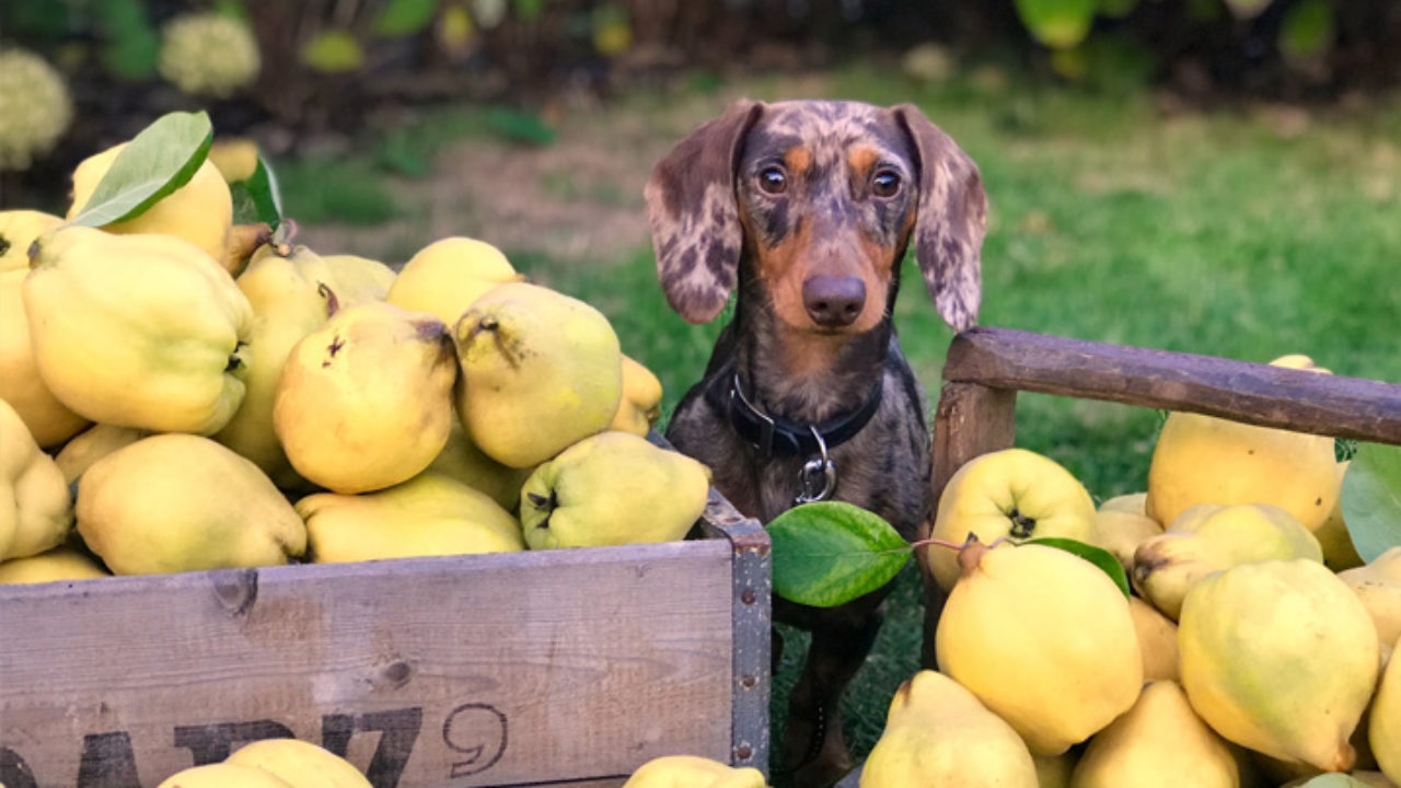 Frutas que cachorro pode comer: veja algumas opções | Petz