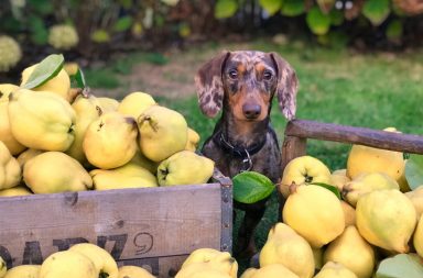 cachorro pode comer maçã com casca