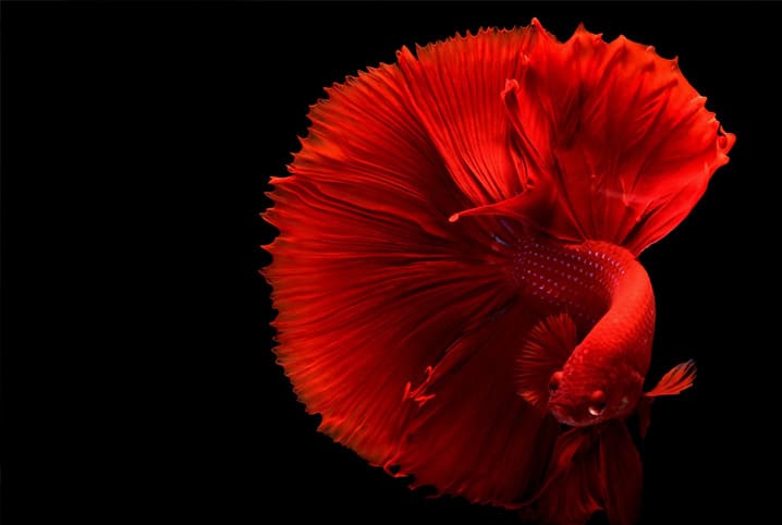 peixe betta vermelho