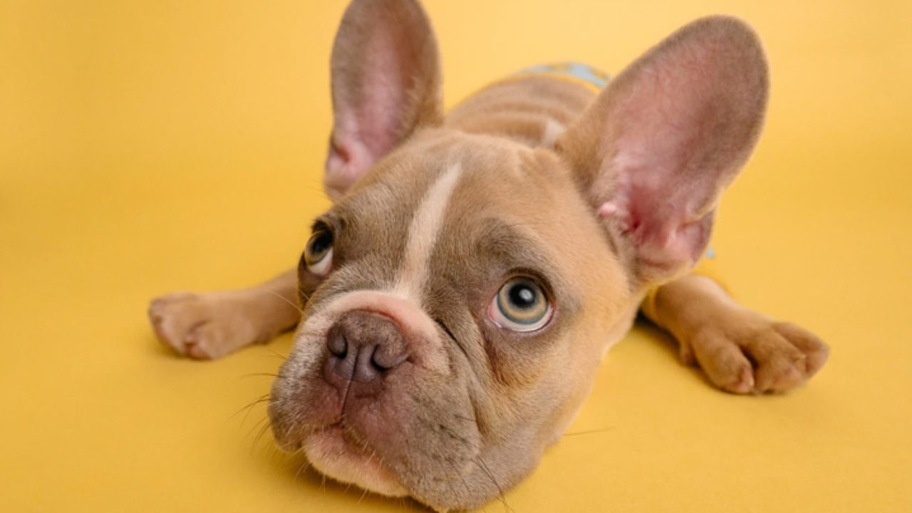 Cachorro pode comer laranja? Confira a resposta | Petz Cachorro pode comer laranja? Confira a resposta | Petz