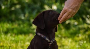 Cachorro pode comer laranja? Veja a resposta e se surpreenda!