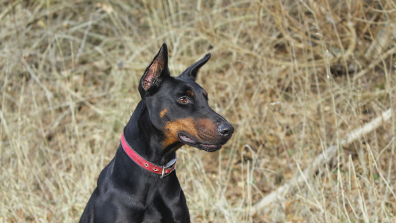 Conheça o Pastor belga malinois: instinto protetor e excelente cão de  guarda, Raças