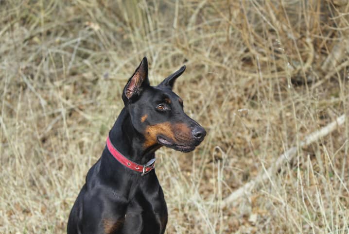 Cão de guarda: raças indicadas para a tarefa