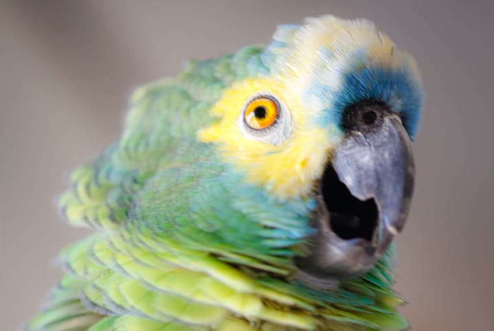Como ensinar papagaio a falar? Confira 9 dicas! | Petz