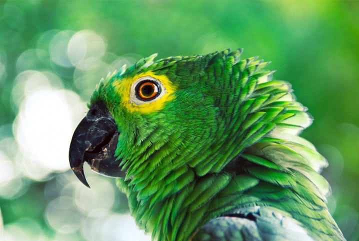 Como ensinar papagaio a falar? Confira 9 dicas! | Petz
