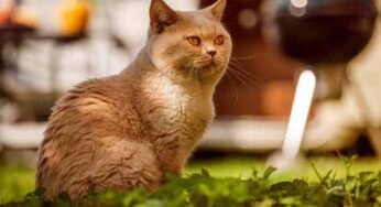 Como espantar gatos da garagem? Descubra a seguir!