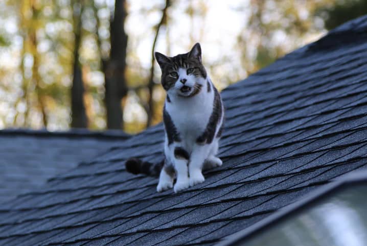 Gato chama atenção ao nascer com duas cabeças