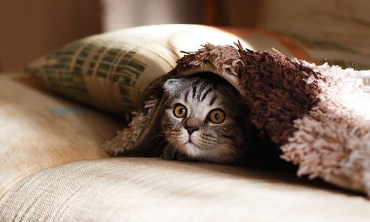 4 passos de como tirar cheiro de xixi de gato!