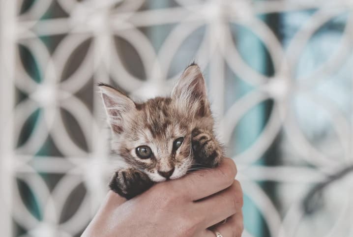 tutor segurando filhote de gato com uma mão