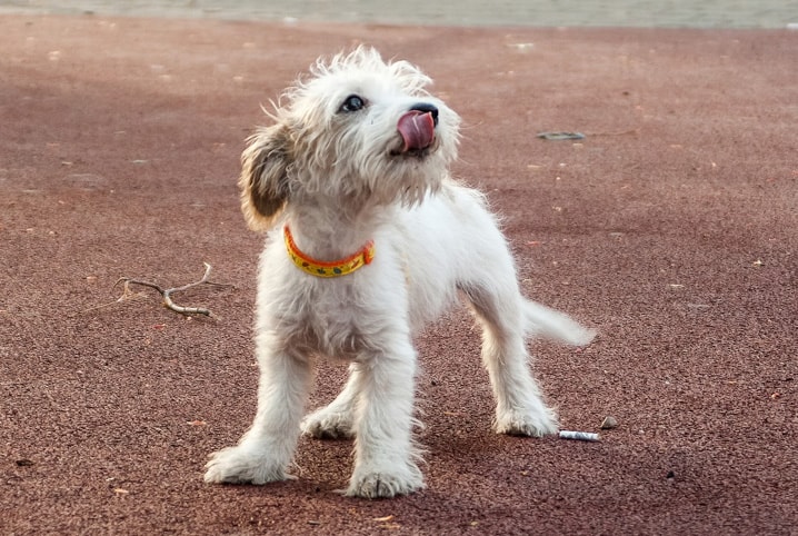cachorro filhote na rua
