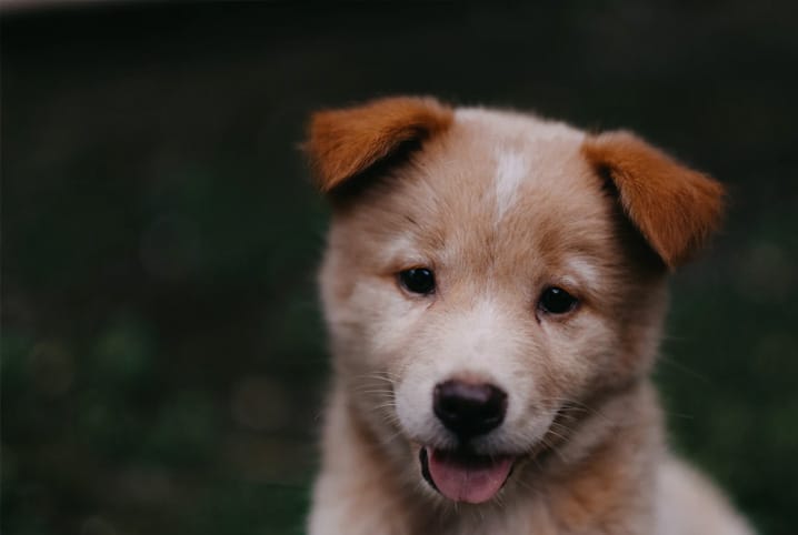 cachorro filhote com a língua para fora