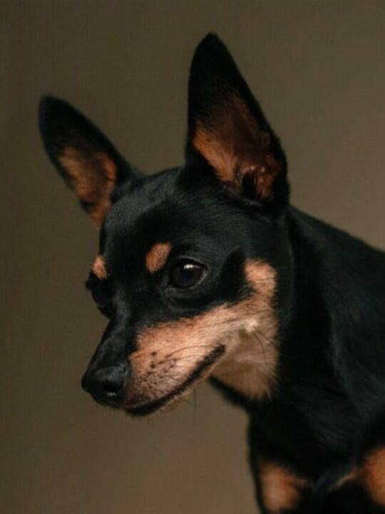 cruzamento de pinscher com shih tzu pet