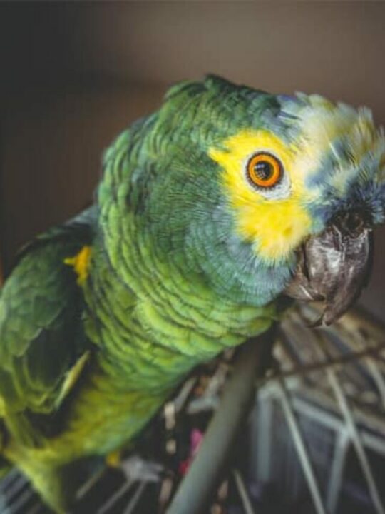 quantos anos vive um papagaio