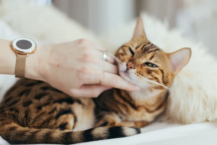 Dipirona para gatos: entenda como e quando medicar seu pet