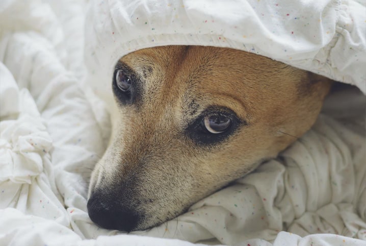 cachorro escondido