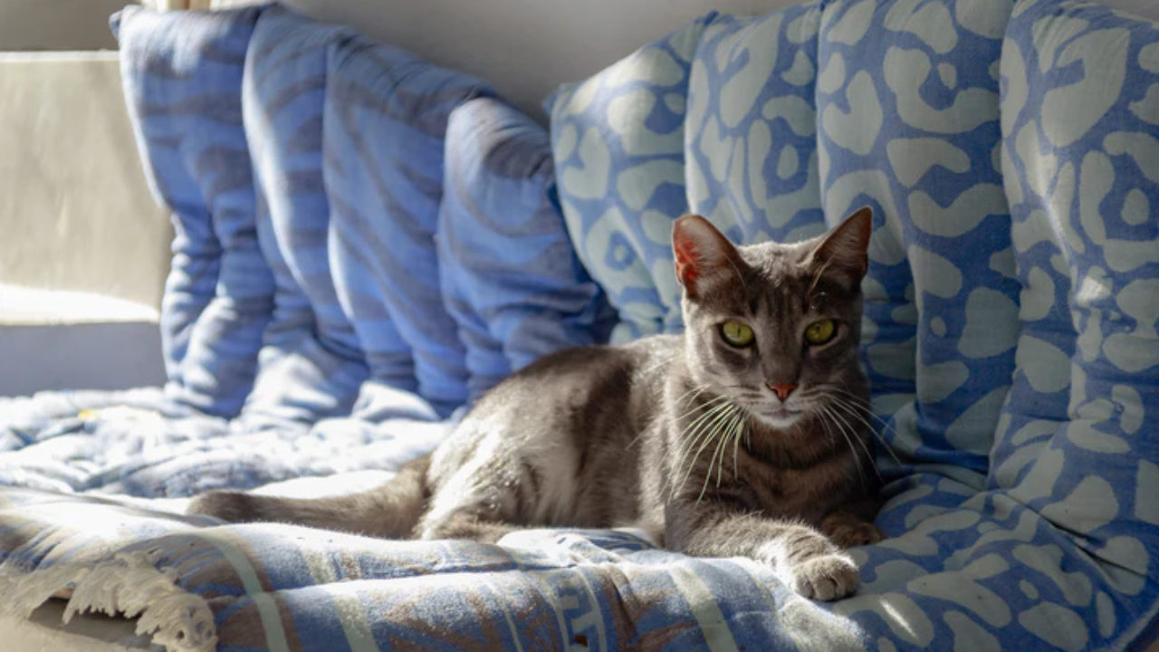 Tem lugar mais aconchegante para um gato se esconder do que dentro do sofá?  - Purebreak