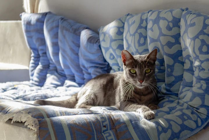 o que fazer para o gato não arranhar o sofá