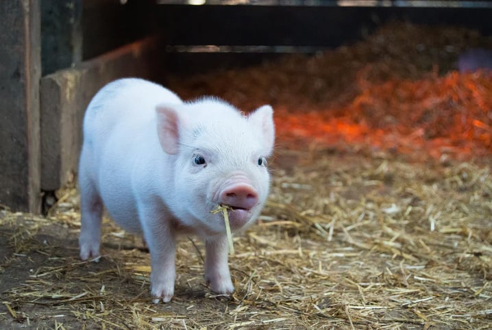 Qual desses animais fofinhos você gostaria de ter como animal de estim