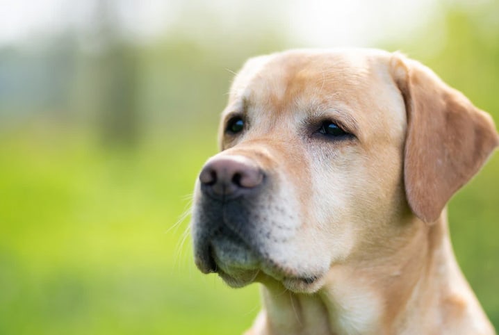 Paracetamol para cachorro: pode ou não pode? | Petz